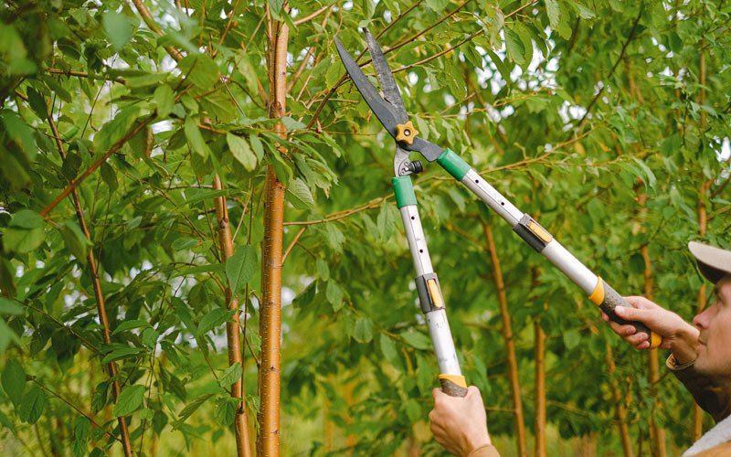 Tree trimming in Chelsea, IA